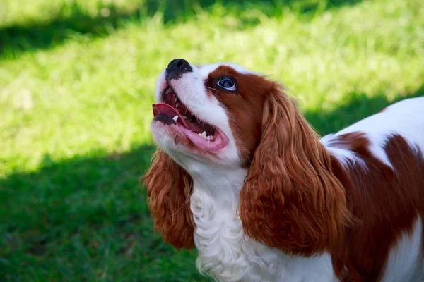 Pies Rasy Cavalier King Charles Spaniel Zbliżenie Zielonym Tle — Zdjęcie stockowe