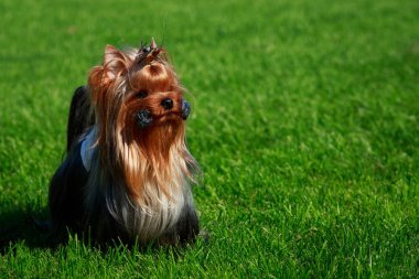 Yorkshire Terrier köpek doğurmak yeşil çimenlerin üzerinde duruyor