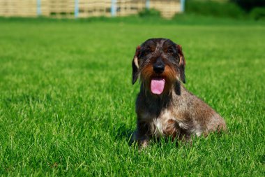 Köpek doğurmak tel saçlı dachshund oturup yeşil çimenlerin üzerinde