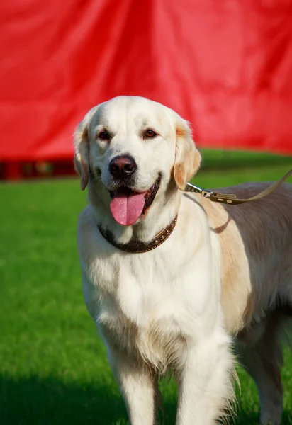 Hund Rasen Golden Retriever Ett Grönt Gräs — Stockfoto