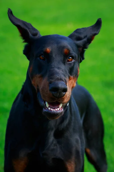 Портрет Собаки Добермана Пинчера Заднем Плане Зеленой Траве — стоковое фото