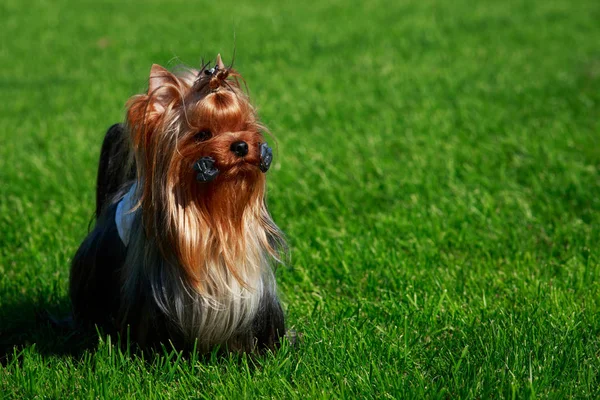 Dog Breed Yorkshire Terrier Stands Green Grass — Stock Photo, Image