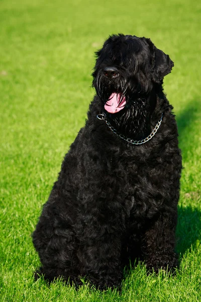 Собака Породи Тер Чорний Сидячи Зеленій Траві — стокове фото