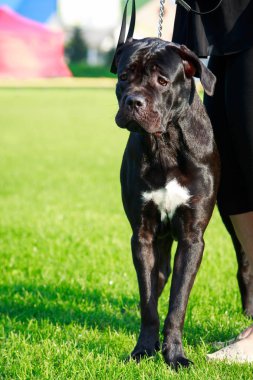 Köpek doğurmak italiano cane corso yeşil çimenlerin üzerinde
