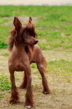 Köpek doğurmak Çin Tepeli bir arka planda yeşil çimen