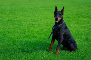 Doberman Pinscher köpek doğurmak yeşil çimenlerin üzerinde oturur