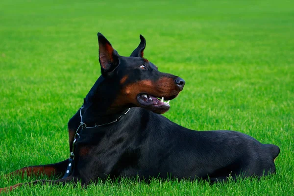 Собака Породи Доберман Пінчер Лежить Зеленій Траві — стокове фото