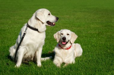 İki Golden retriever köpek yeşil çimenlerin üzerinde