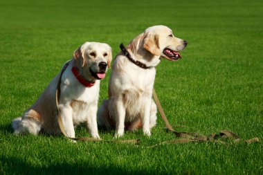 İki Golden retriever köpek yeşil çimenlerin üzerinde