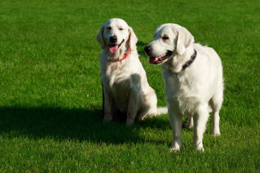 İki Golden retriever köpek yeşil çimenlerin üzerinde