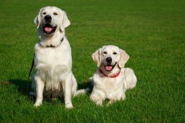 İki Golden retriever köpek yeşil çimenlerin üzerinde