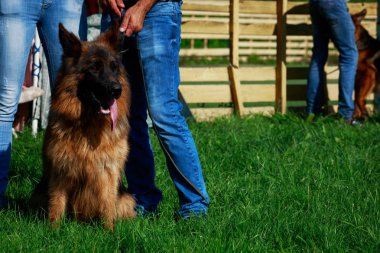 Köpek doğurmak Alman çoban yeşil çimenlerin üzerinde oturuyor