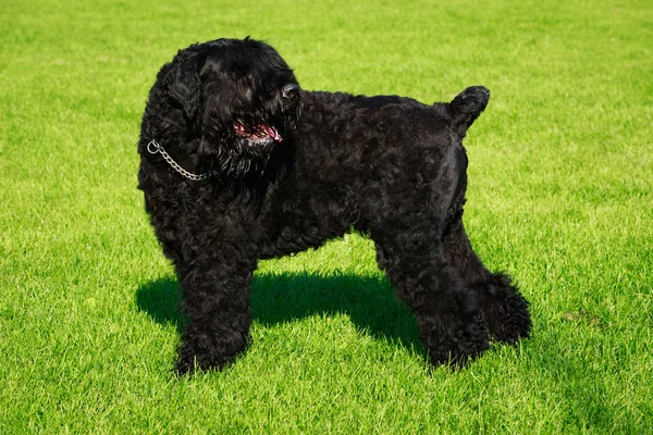 ブラック ロシアン テリアの犬の品種は緑の草の上に立つ — ストック写真