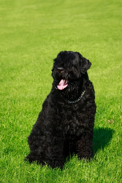 Dog Φυλή Ρωσικά Τέρριερ Μαύρο Κάθεται Στο Πράσινο Γρασίδι — Φωτογραφία Αρχείου