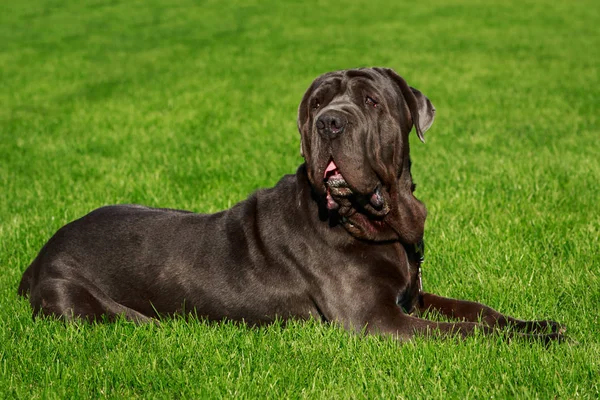緑の芝生の上はナポリタン マスティフ犬します — ストック写真