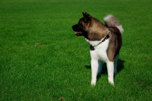 Hund Rasen American Akita Står Grönt Gräs — Stockfoto