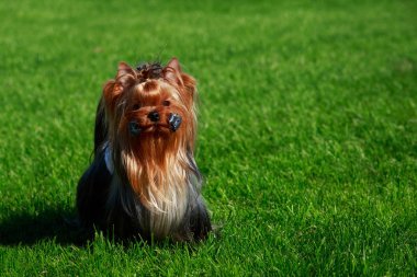 Yorkshire Terrier köpek doğurmak yeşil çimenlerin üzerinde duruyor