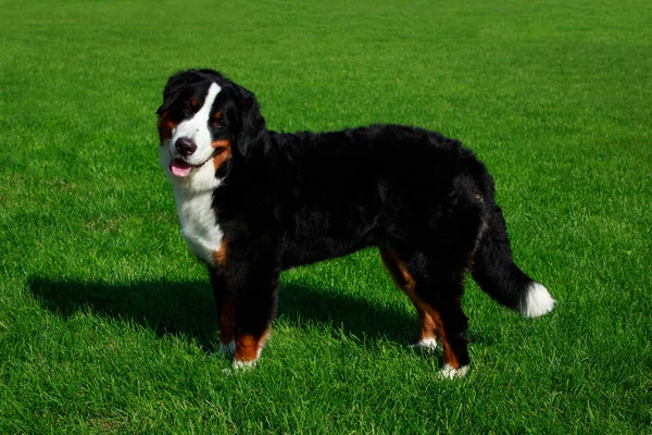 Bernese Mountain Dog Fica Grama Verde — Fotografia de Stock