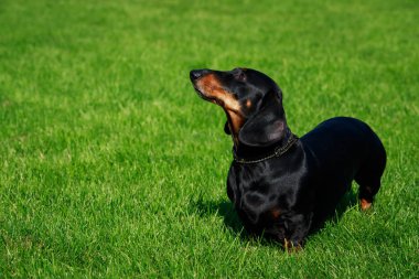 Köpek doğurmak dachshund yeşil çimenlerin üzerinde duruyor