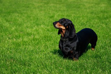 Köpek doğurmak dachshund yeşil çimenlerin üzerinde duruyor
