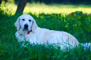 Yeşil çimenlerin üzerinde Golden retriever köpek doğurmak