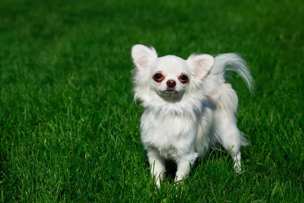 Cría Perros Chihuahua Sobre Fondo Hierba Verde — Foto de Stock