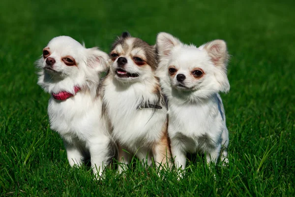 Tre Chihuahua Hundar Står Grönt Gräs — Stockfoto