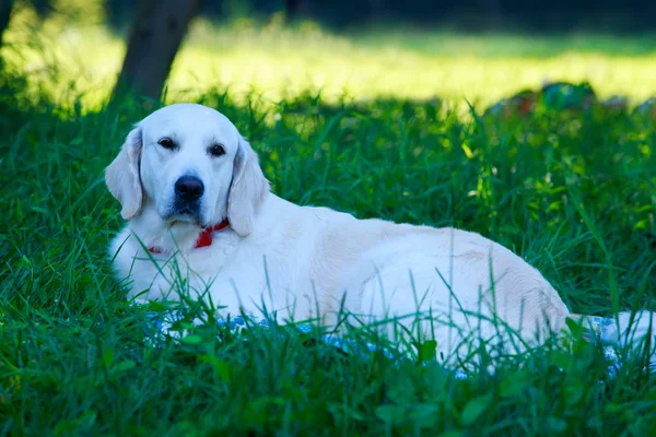 Hund Rasen Golden Retriever Ett Grönt Gräs — Stockfoto