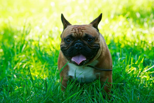 Raça Cão Bulldog Francês Grama Verde — Fotografia de Stock