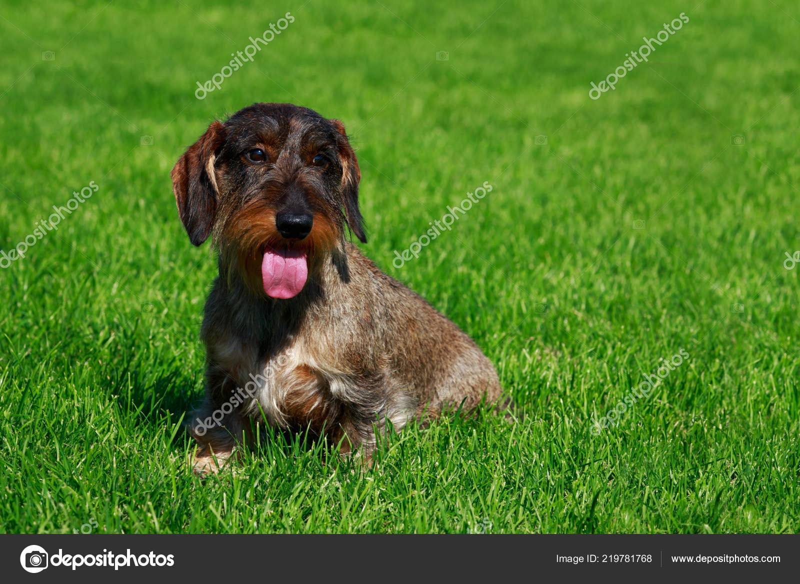 Chien Race Teckel Poil Fil Asseoir Sur Herbe Verte