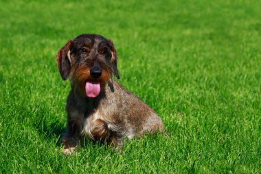 Köpek doğurmak tel saçlı dachshund oturup yeşil çimenlerin üzerinde