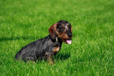 Köpek doğurmak tel saçlı dachshund oturup yeşil çimenlerin üzerinde