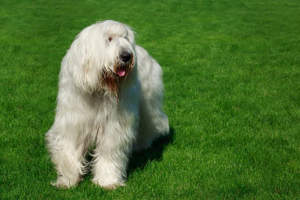 Pies Rasy Owczarek Rosyjski Południowej Stoją Zielonej Trawie — Zdjęcie stockowe