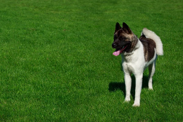 犬種アメリカン アキタが緑の芝生の上に立つ — ストック写真