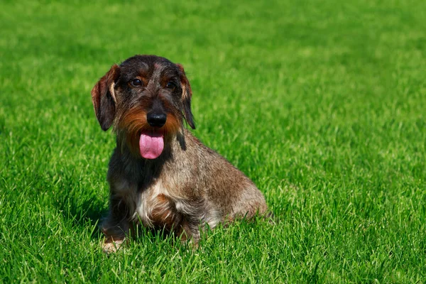 Perro Raza Alambre Peludo Dachshund Sentarse Verde Hierba — Foto de Stock