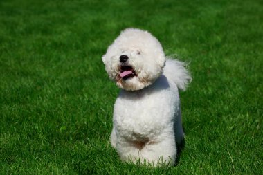 Yeşil çimenlerin üzerinde Bichon Frise köpek doğurmak