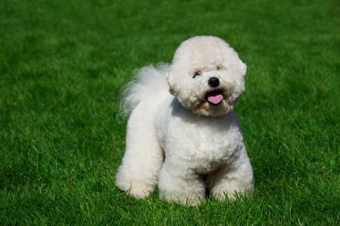 Yeşil çimenlerin üzerinde Bichon Frise köpek doğurmak