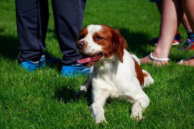 Yeşil çimenlerin üzerinde Breton Spaniel köpek doğurmak