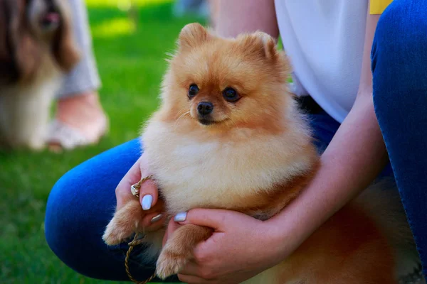 A raça de cão spitz pomeranian — Fotografia de Stock