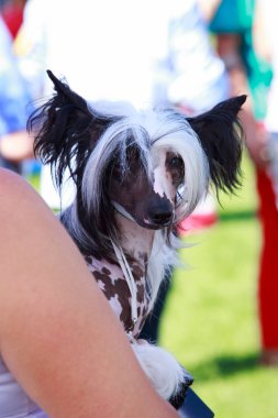 Köpek doğurmak Çin tepeli yakın bir yukarı