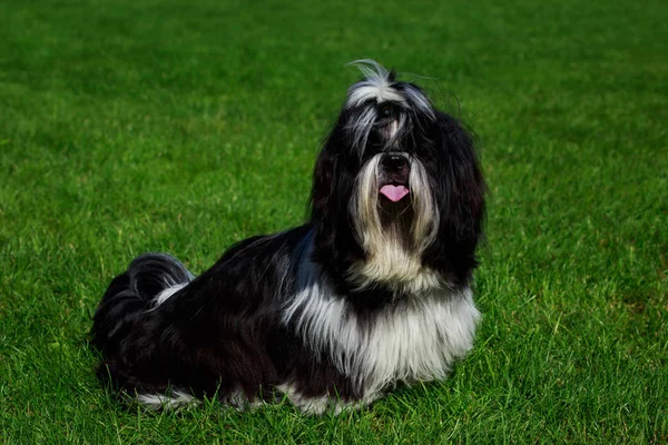 Raça Cão Shih Tzu Está Sentado Grama Verde — Fotografia de Stock