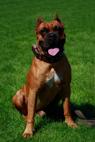Pies Rasy Bokser Niemiecki Zbliżenie Zielonej Trawie — Zdjęcie stockowe