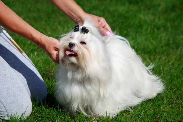 Söt Maltesiska Dog Står Grönt Gräs — Stockfoto