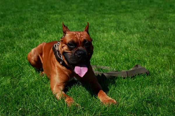 Die Hunderasse Deutscher Boxer Aus Nächster Nähe Auf Grünem Gras — Stockfoto