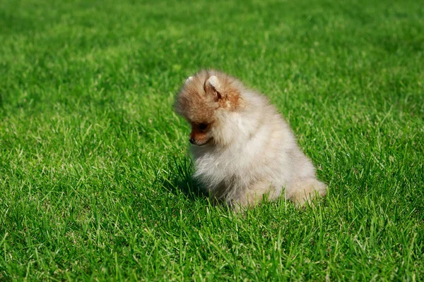 緑の草の上に座って小さなポメラニアン スピッツ — ストック写真
