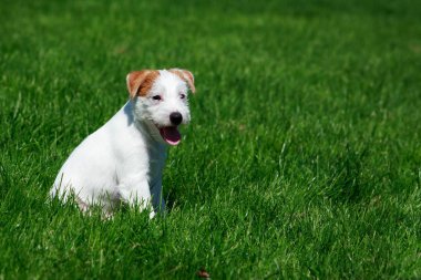 Köpek doğurmak Parson Russell Terrier yeşil çimenlerin üzerinde