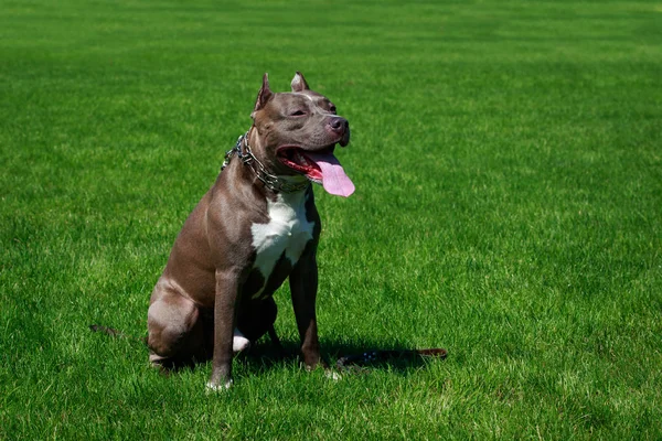 Amerikalı Çukur Boğa Korkunç Doğurmak Köpek — Stok fotoğraf