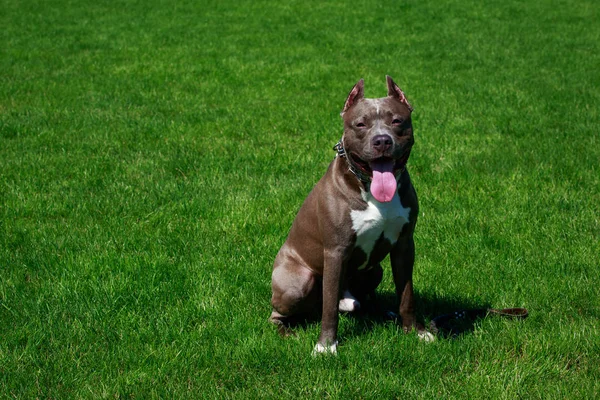 Hond Van Het Ras Amerikaanse Terriër Van Stier Van Kuil — Stockfoto