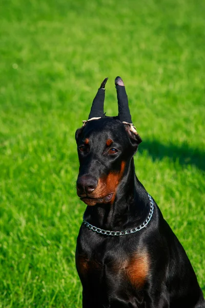 Porträt Des Dobermanns Pinscher Hund Auf Einem Hintergrund Grünen Gras — Stockfoto