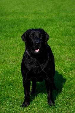 Köpek doğurmak Labrador yeşil çimenlerin üzerinde duruyor.